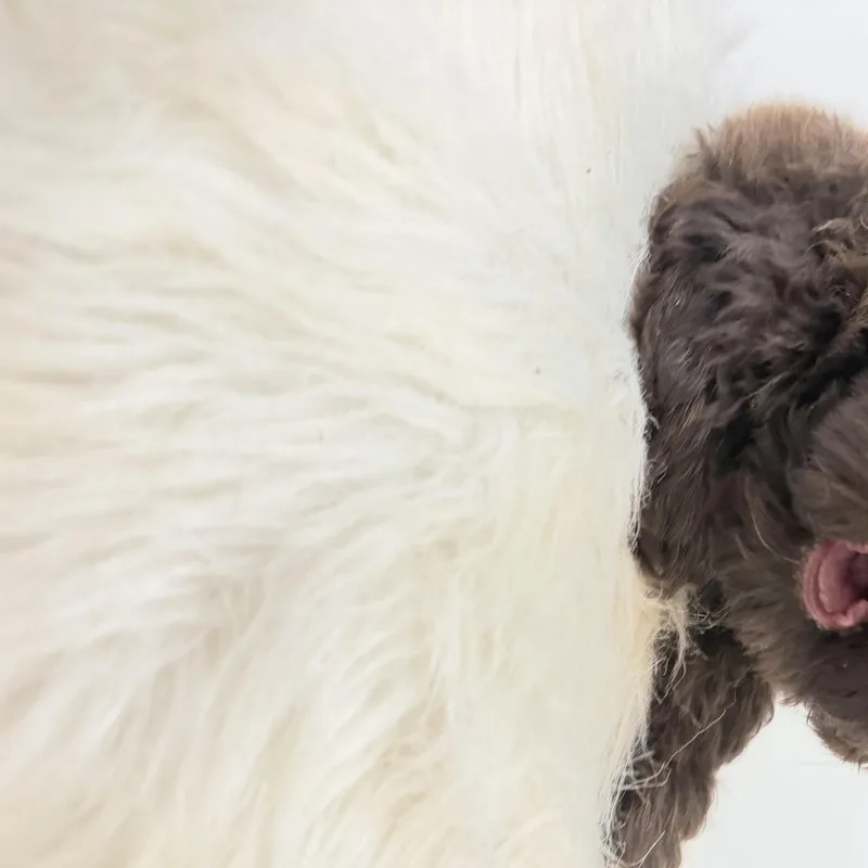 A baby small-sized female Shih poo dog named Amelie for adoption in Wrightstown, NJ