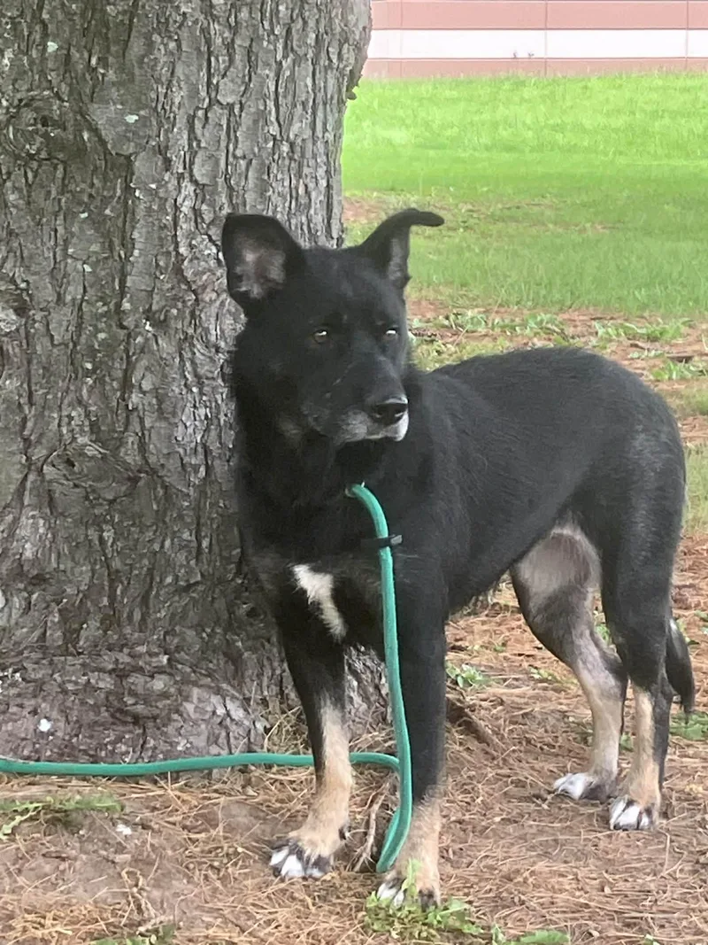 An adult large-sized female Black German Shepherd Dog dog named Simmy for adoption in Springfield, IL