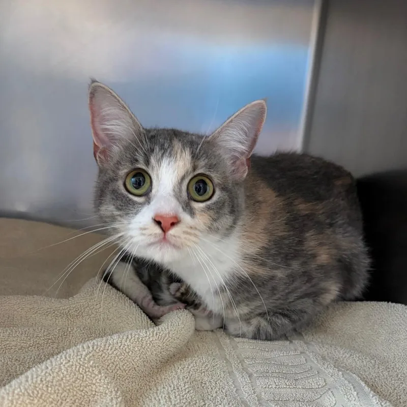 A young medium-sized female Torbie Domestic Short Hair cat named Paige for adoption in Council Bluffs, IA