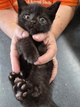 A baby small-sized male Domestic Short Hair cat named Forest for adoption in Clarks Summit, PA