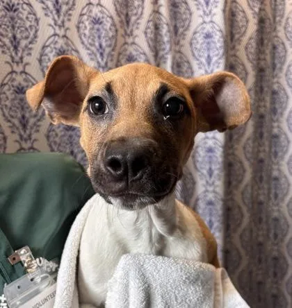 A baby small-sized male Mixed Breed dog named Kolohe for adoption in Honolulu, HI