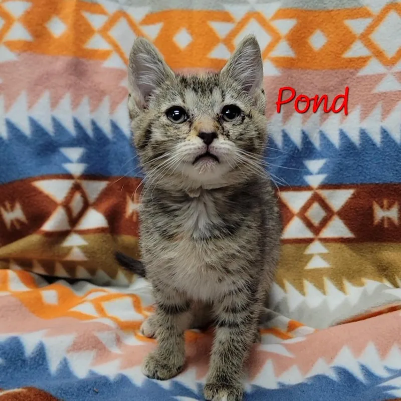 Pond