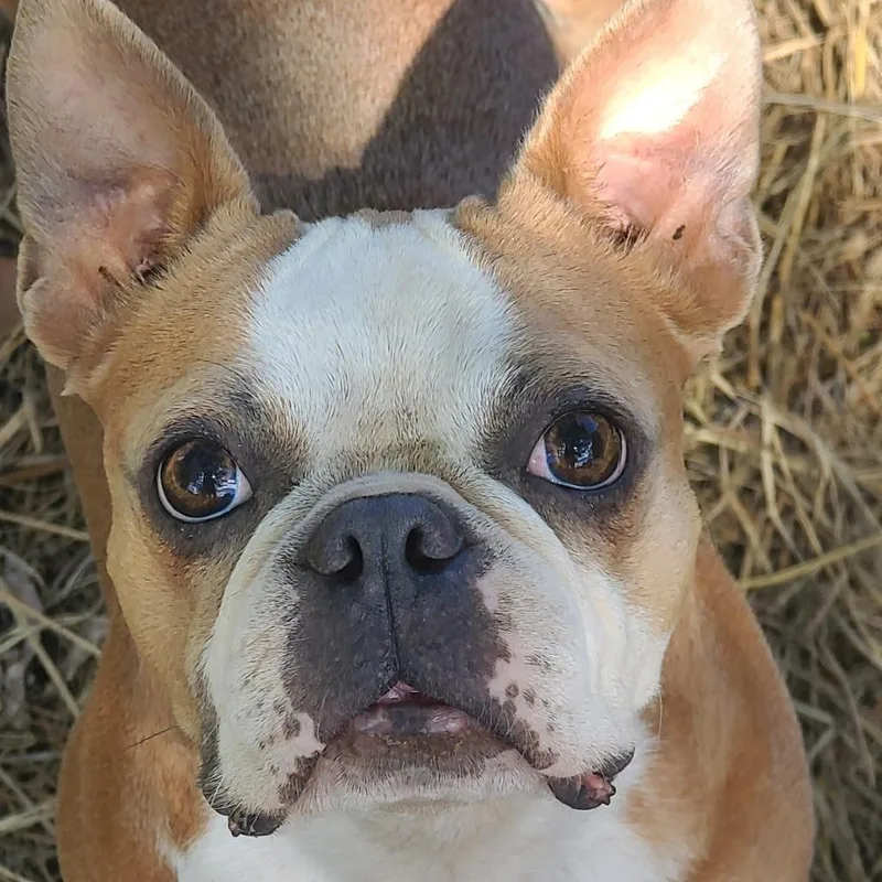 An adult small-sized female Red / Chestnut / Orange Boston Terrier dog named Jolene for adoption in Decatur, AL