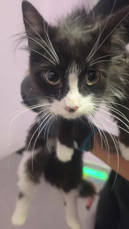 A baby small-sized female Black Domestic Medium Hair cat named 61054174 for adoption in El Paso, TX