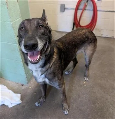 An adult large-sized male Belgian Shepherd / Malinois dog named Toulouse for adoption in Sacramento, CA