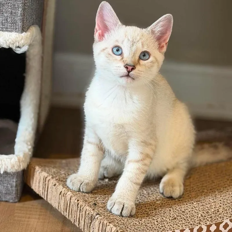 A baby small-sized male White Siamese cat named Windex for adoption in Jarrettsville, MD
