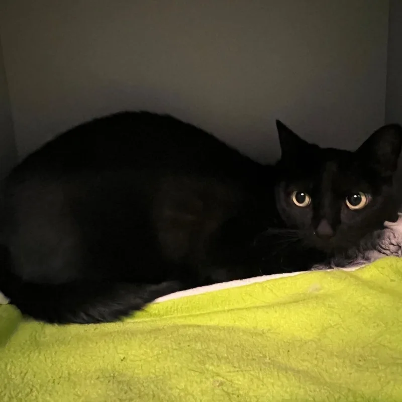 An adult large-sized female Black Domestic Short Hair cat named Desdemona for adoption in Sarasota, FL