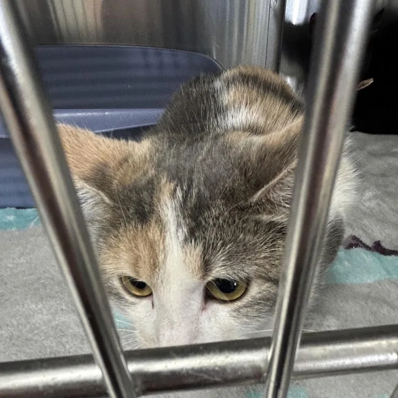 A young medium-sized female Brown / Chocolate Domestic Short Hair cat named Truffles for adoption in Hannibal, MO