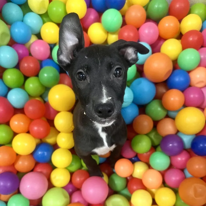 Tagalong thumbnail 3