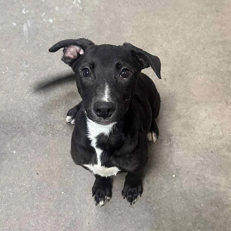 Tagalong thumbnail 4