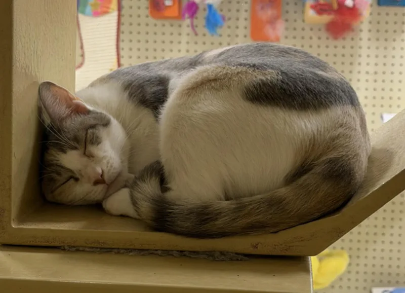 A young medium-sized female Dilute Calico Domestic Short Hair cat named Avril for adoption in Austin, TX