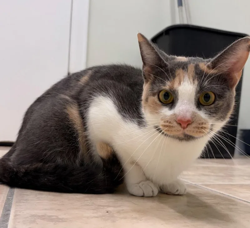 A young medium-sized female Domestic Short Hair cat named Midori for adoption in Fall River, MA
