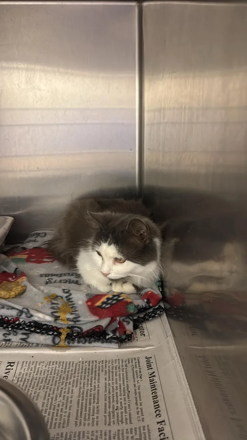 An adult medium-sized female Domestic Short Hair cat named Amity for adoption in Tappahannock, VA