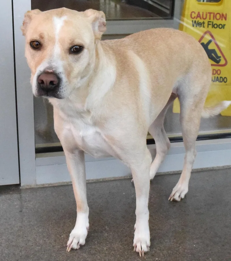 An adult medium-sized female Yellow / Tan / Blond / Fawn Labrador Retriever dog named 22485 for adoption in Broken Arrow, OK