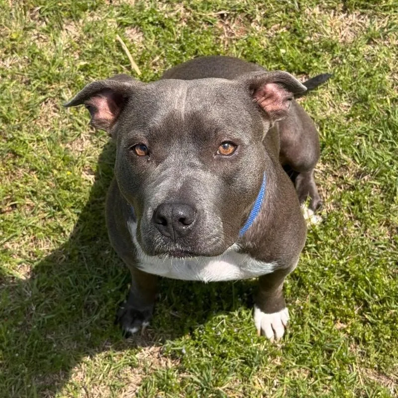 An adult medium-sized female Gray / Blue / Silver American Staffordshire Terrier dog named Lady Violet for adoption in lawton, OK