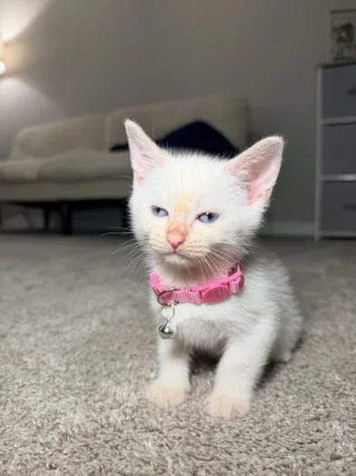 A baby small-sized female White Domestic Short Hair cat named Snowball for adoption in Liverpool, TX