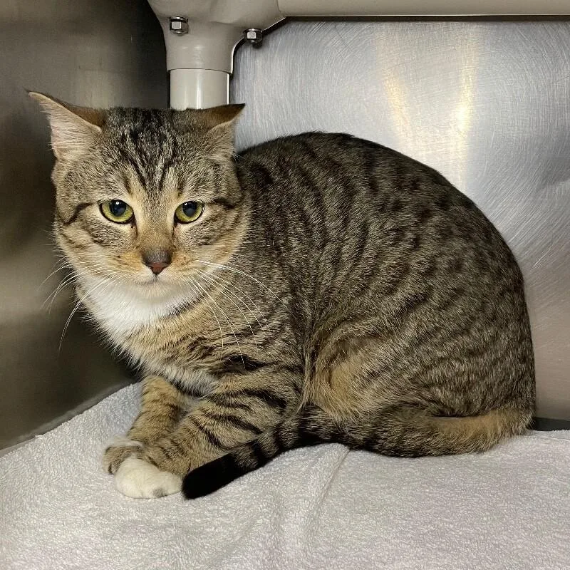 An adult medium-sized male Domestic Short Hair cat named Derby for adoption in Roanoke, VA