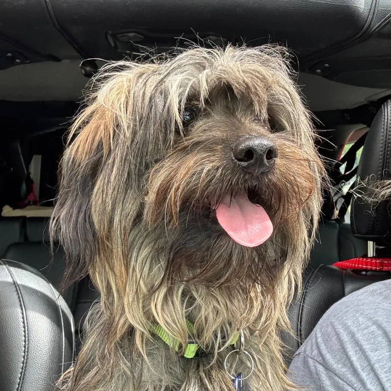 A young small-sized male Brindle Yorkshire Terrier dog named Oliver for adoption in Little Rock, AR