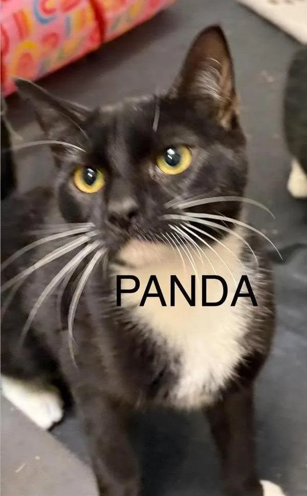 A young medium-sized female Domestic Short Hair cat named Panda for adoption in Spring Lake, NJ