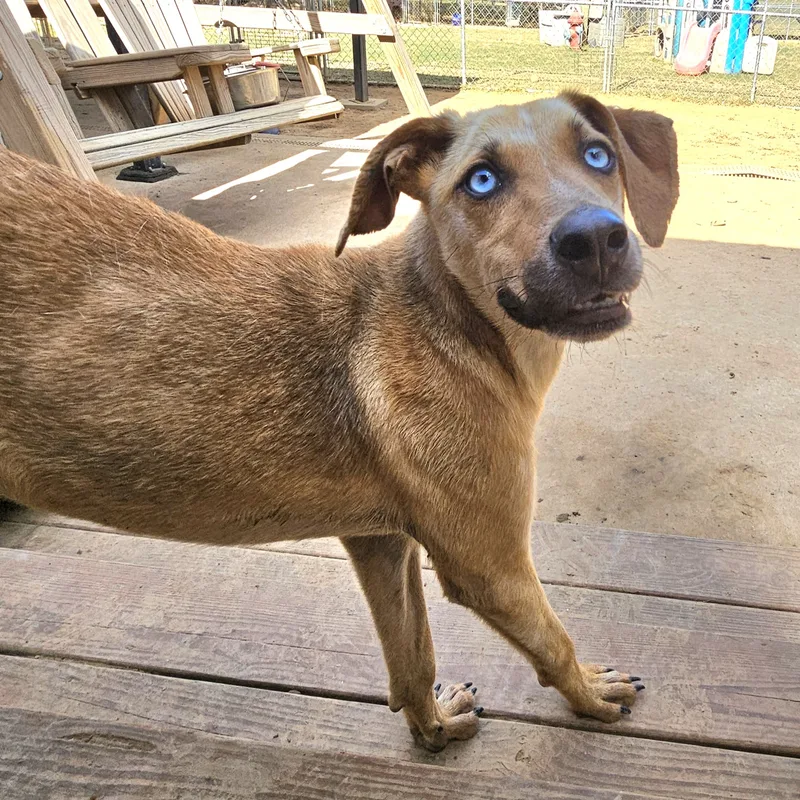 A young medium-sized male Brown / Chocolate Catahoula Leopard Dog dog named Everest for adoption in Athens, AL