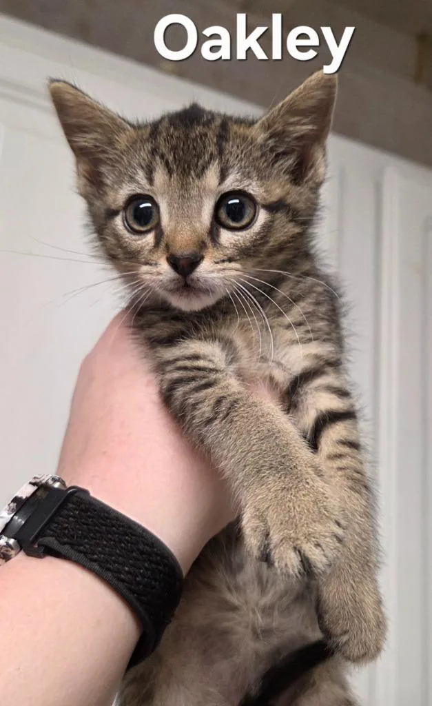 A baby small-sized male Domestic Short Hair cat named Oakley for adoption in Rutherfordton, NC