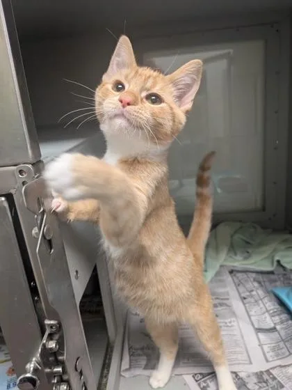 A baby small-sized male Domestic Short Hair cat named Mickey for adoption in Louisburg, NC