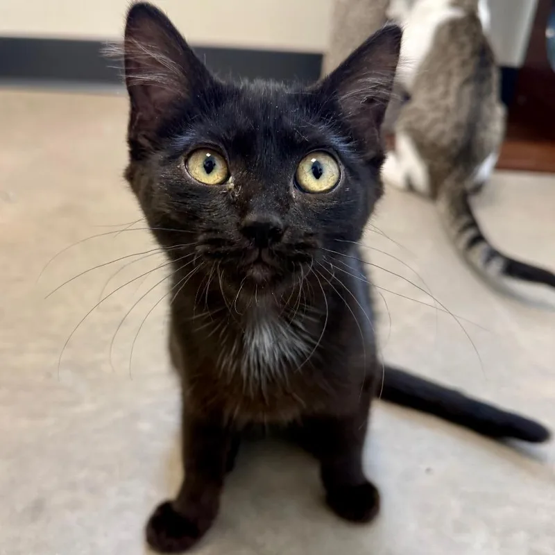 A baby small-sized female Black Domestic Short Hair cat named Fangsta for adoption in Cody, WY