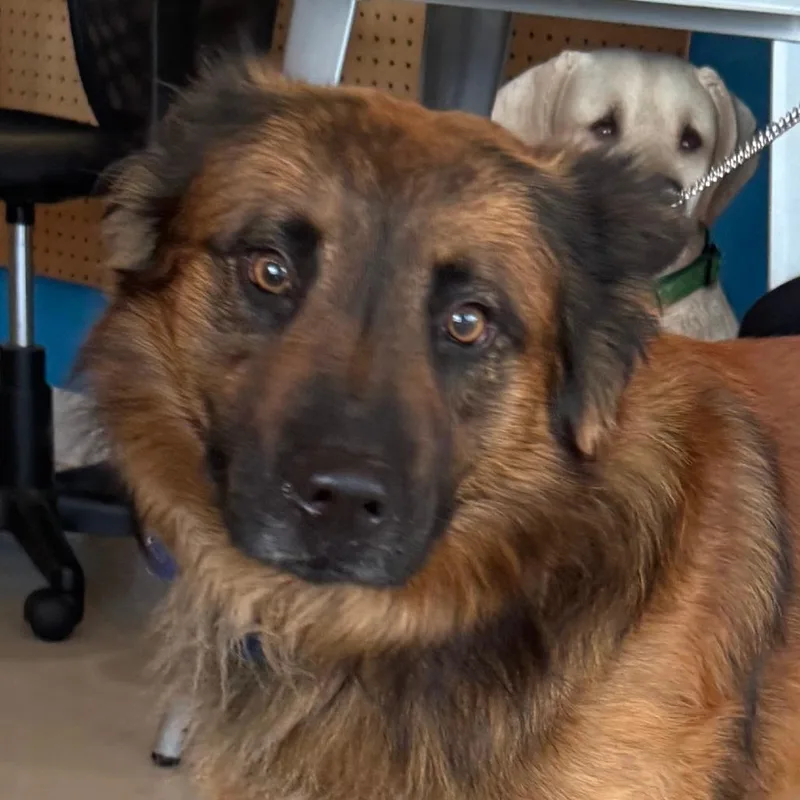 Shadow City Of Industry thumbnail 4