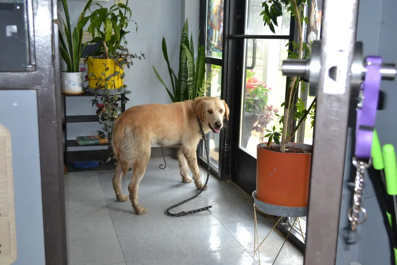 An adult medium-sized male Yellow / Tan / Blond / Fawn Yellow Labrador Retriever dog named Peyton for adoption in Jackson, LA