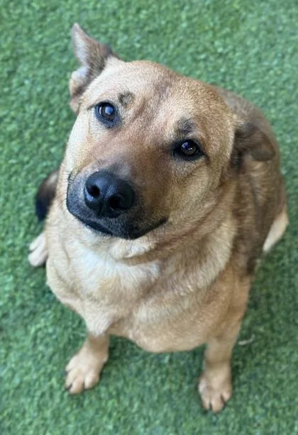 An adult large-sized female Shepherd dog named Splash for adoption in San Antonio, TX