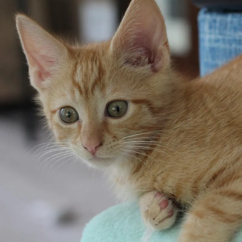 A baby small-sized male Orange / Red Domestic Short Hair cat named Crab for adoption in Chapel Hill, NC