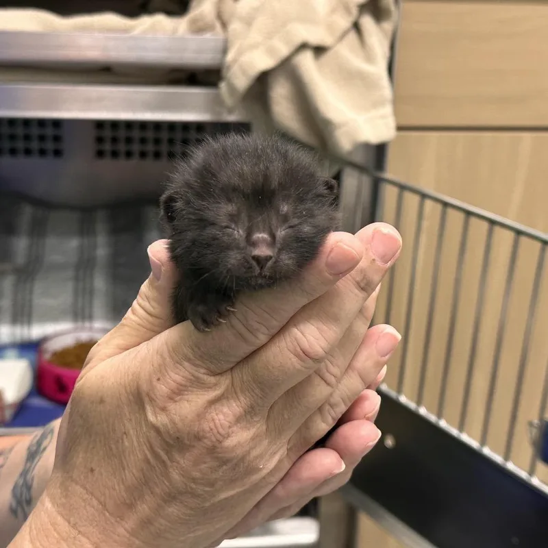 A baby small-sized female Black Domestic Short Hair cat named Daisy for adoption in Mount Vernon, IN