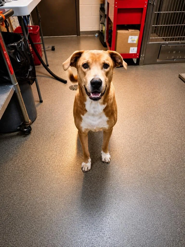A young large-sized male Mixed Breed dog named Flapjack for adoption in Rome, GA