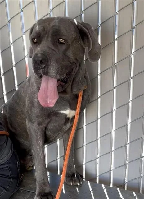 An adult extra large-sized male Cane Corso dog named Brock for adoption in Ontario, CA