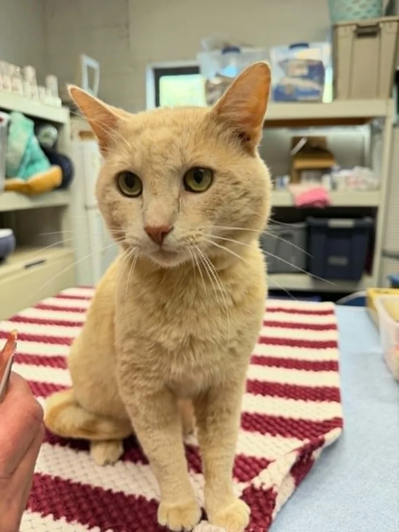 An adult medium-sized male Buff / Tan / Fawn Domestic Short Hair cat named Goose for adoption in Martinsville, IN