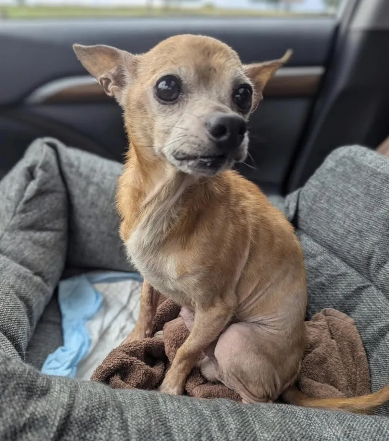 A senior small-sized male Chihuahua dog named Lonesome Cowboy for adoption in Knoxville, TN