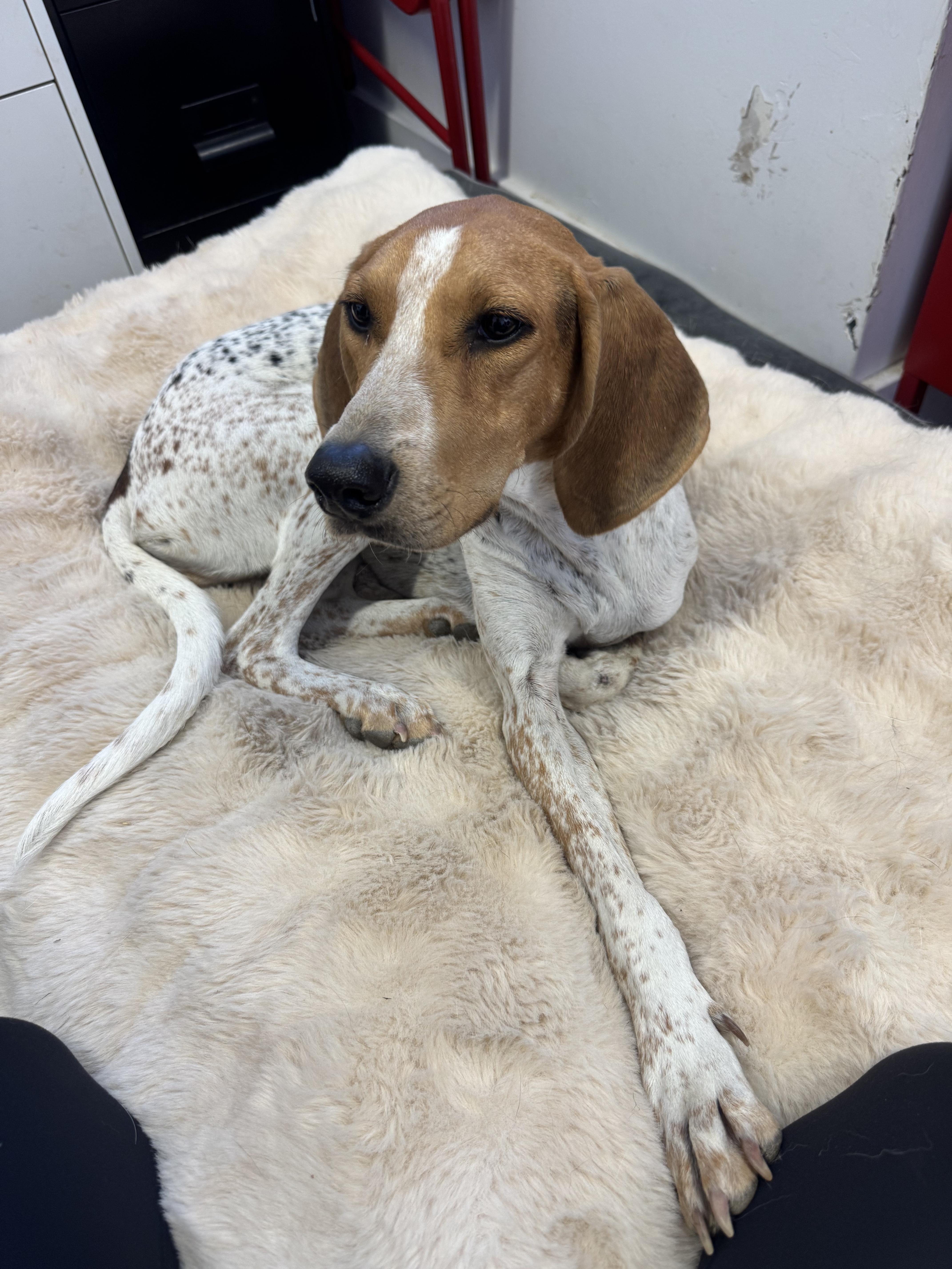 A young medium-sized female Hound dog named Morticia for adoption in Grass Valley, CA