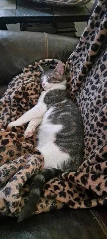 A baby medium-sized male Tabby cat named Elliott for adoption in Pineville, LA