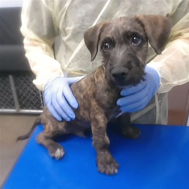 A baby small-sized male Border Terrier dog named Neeson for adoption in Phoenix, AZ