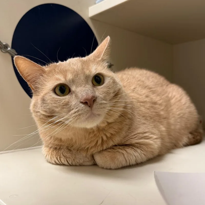 An adult extra large-sized male Buff / Tan / Fawn Domestic Short Hair cat named Odin for adoption in Fairport, NY