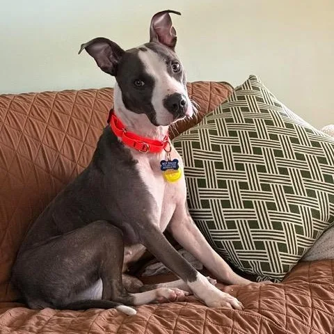 A young medium-sized female Pit Bull Terrier dog named Forest for adoption in Chicago, IL