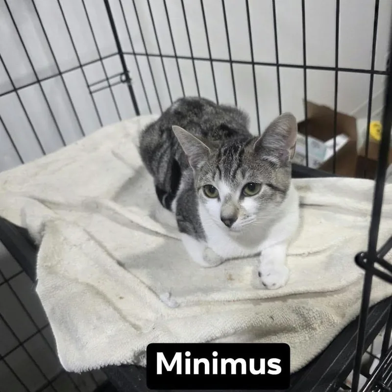 A baby small-sized female Gray / Blue / Silver Domestic Short Hair cat named Minimus for adoption in Middle Village, NY