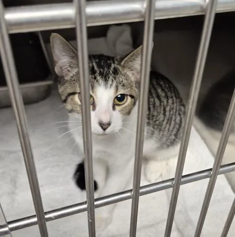 A baby medium-sized male Domestic Short Hair cat named Wilbur for adoption in Decatur, IL