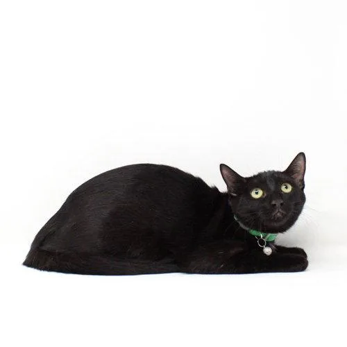 A baby medium-sized male Domestic Short Hair cat named Nyx for adoption in Florence, AZ