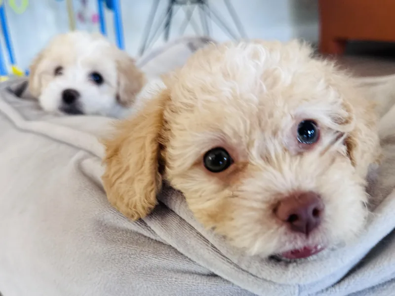 A baby small-sized female Shih Tzu dog named Gertie for adoption in Palatine, IL