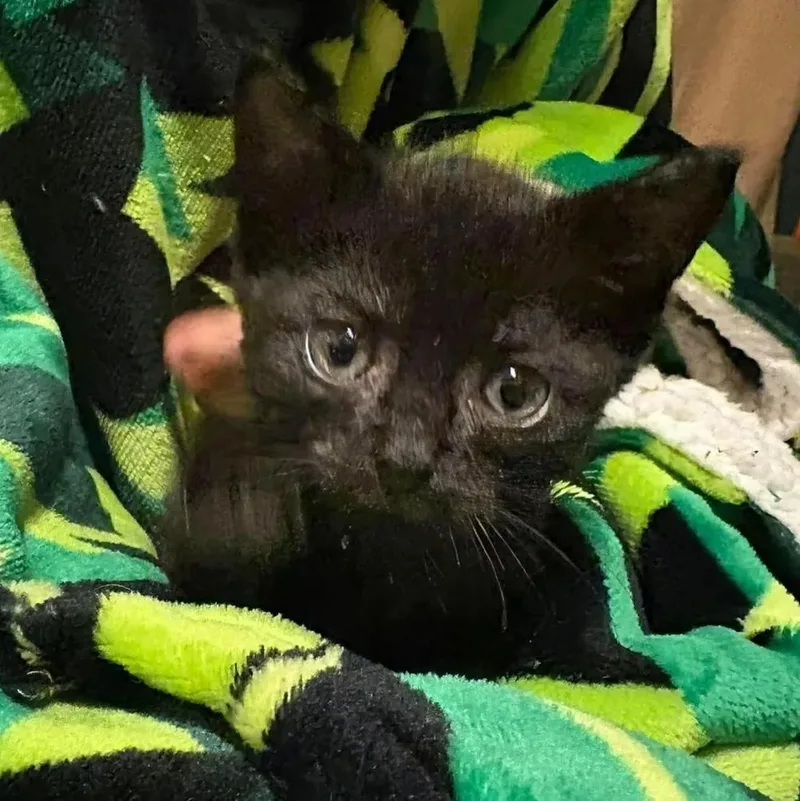 A baby small-sized male Black Domestic Short Hair cat named Schrodinger "aka" Dingy for adoption in Davison, MI