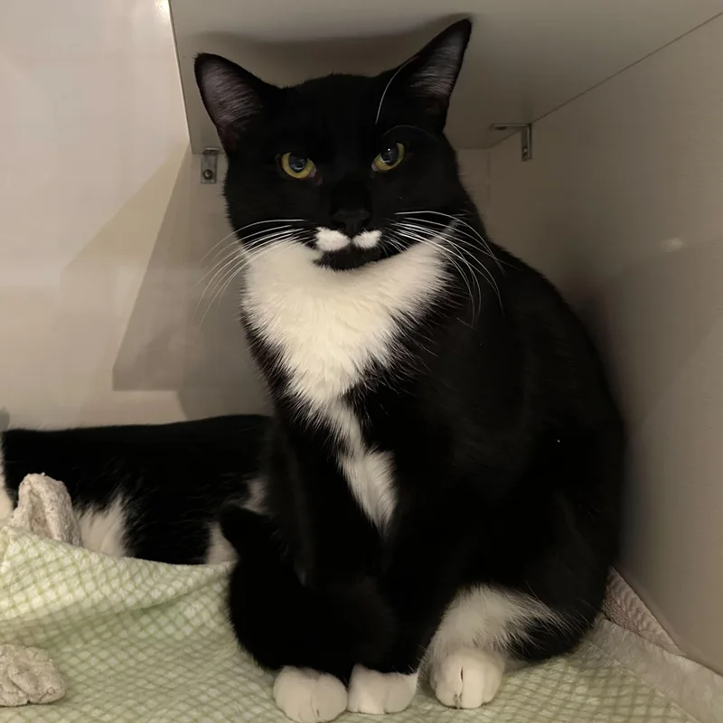 Nicky Noodle thumbnail 2