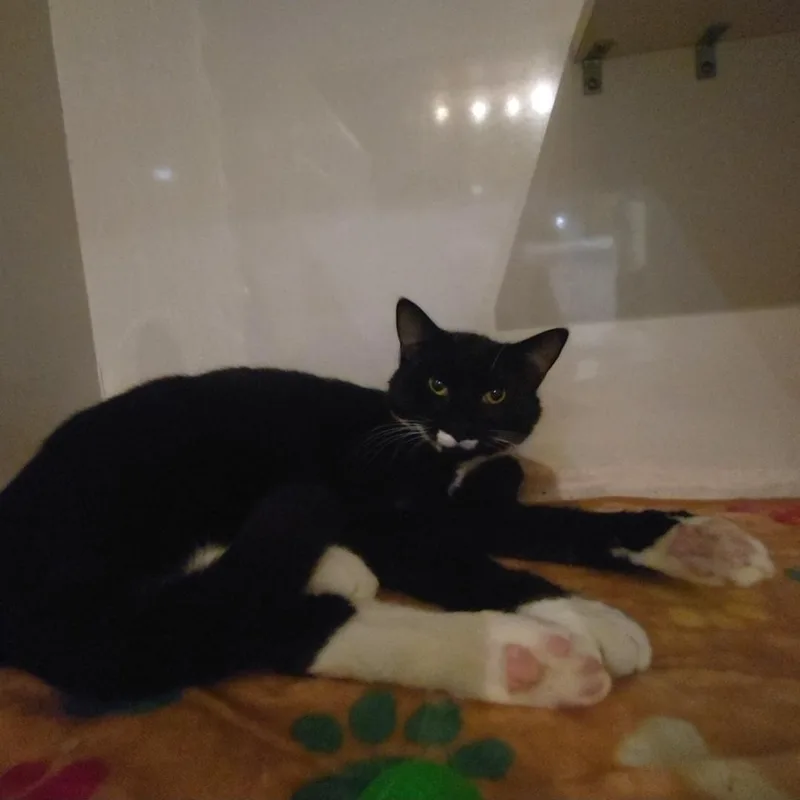 Nicky Noodle thumbnail 3