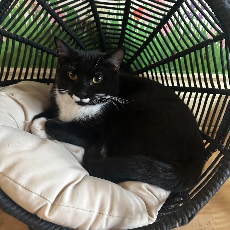 Nicky Noodle thumbnail 4