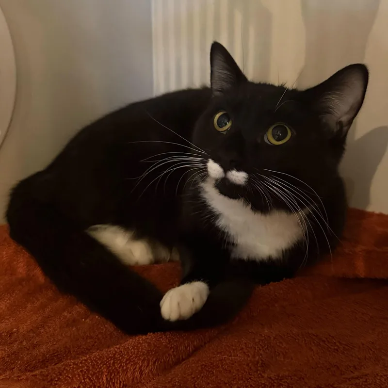 Nicky Noodle thumbnail 5